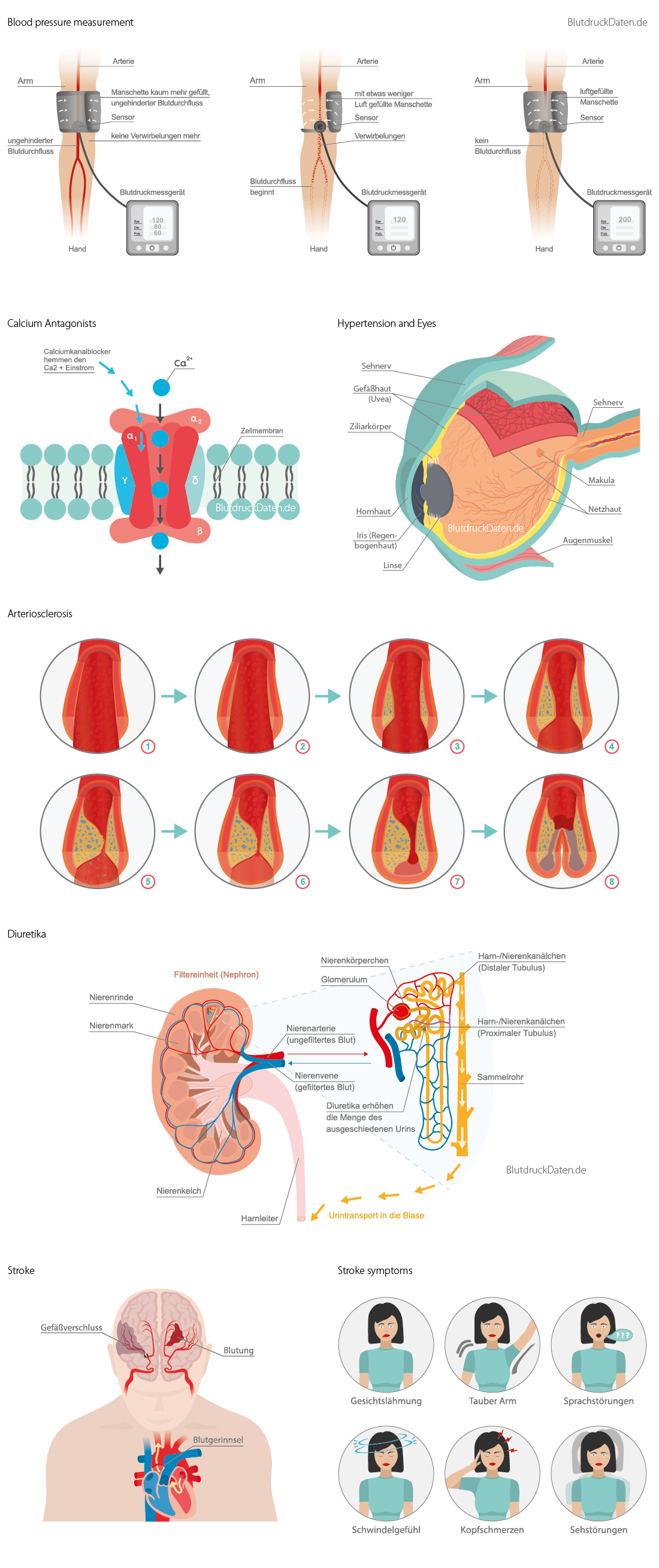 medical illustrations for BlutdruckDaten Germany