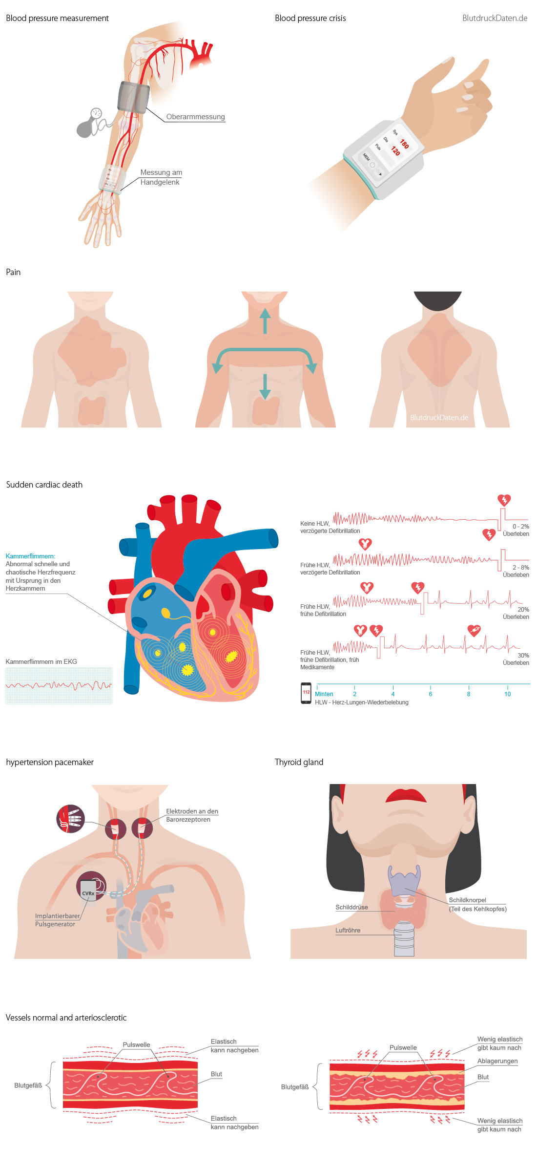 medical illustrations for BlutdruckDaten Germany