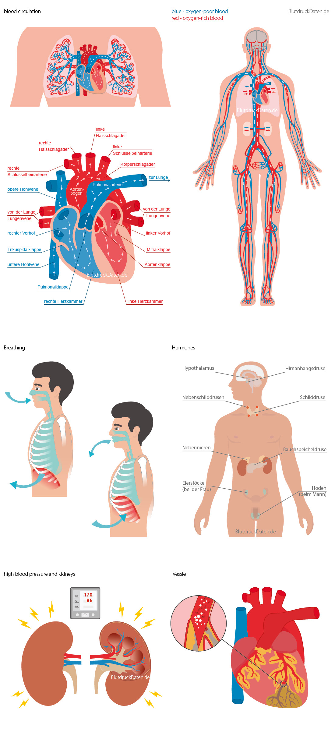 medical illustrations for BlutdruckDaten Germany