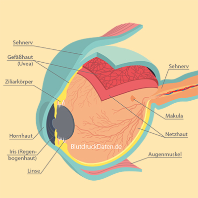 medical illustrations for BlutdruckDaten Germany