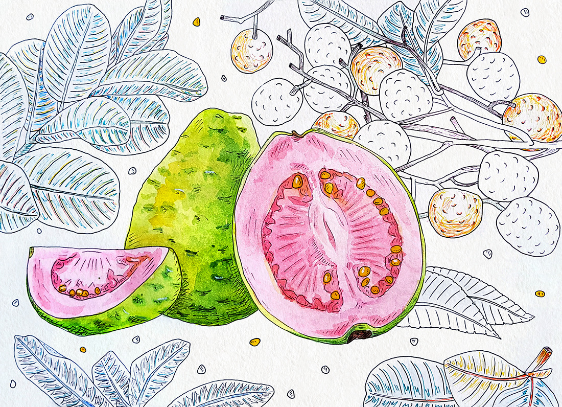 Watercolor illustrations of exotic fruits